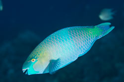 BD-120423-Fury-Shoal-6118-Scarus-ferrugineus.-Forsskål.-1775-[Rusty-parrotfish].jpg